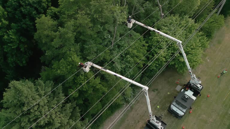 Best Tree and Shrub Care  in Speer, NC